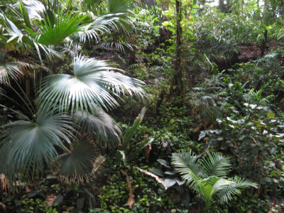 tropic-island2.jpg